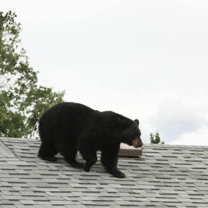 Parkway Yellowstone Guest House Apartment #3 Gardiner Esterno foto